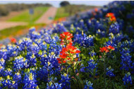 Wildflower Trolley Ride Saturday, March 28th